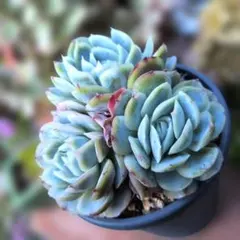 多肉植物♡群生3頭♪ココロ（抜き苗）