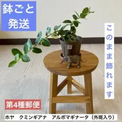 【鉢ごと発送】斑入りホヤ　クミンギアナ　アルボマギナータ（外斑入り）《F》のサムネイル