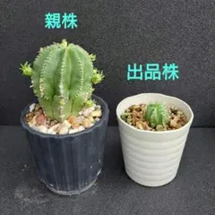 B22388☆オークション☆ 超巨大10cm株！ユーフォルビア オベサ - メルカリ
