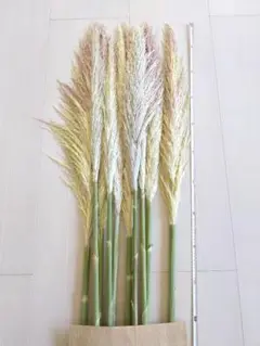 パンパスグラスの穂　パンパスグラス　穂