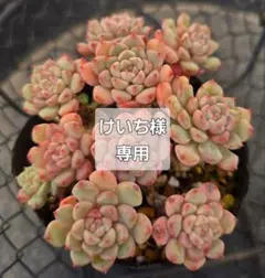 けいち様専用です⭐内容をご確認の上、ご購入よろしくお願いいたします⭐