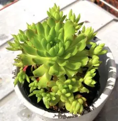 多肉植物　つめ蓮花抜き苗^ - ^ 可愛い多肉植物です^ - ^