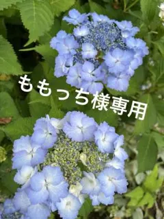 ももっち様専用　アジサイ 初恋　挿し木苗