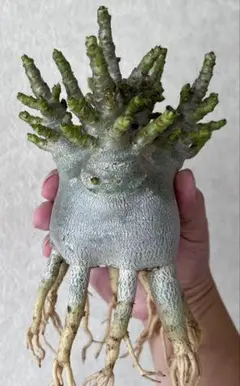 【極美/極太/塊根植物】アデニウム アラビカム モラゴット タコ足 Aのサムネイル