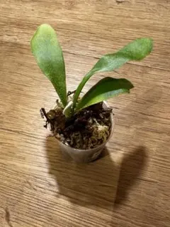 まこ@東北様 リクエスト 2点 まとめ商品