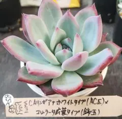 ちみたん様 リクエスト 2点 まとめ商品　258と259