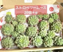 クール便　爽やかな初夏の果実「赤スグリ」入荷しております　800g クール便 爽やかな初夏の果実「赤スグリ」入荷しております 80g - メルカリ