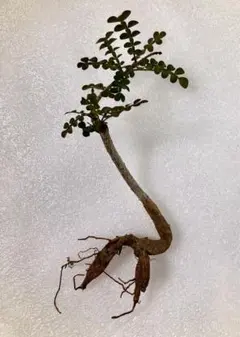 2025年最新】オペルクリカリアの人気アイテム - メルカリ