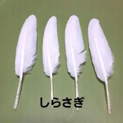 鳥の羽根天然野鳥野鳥の羽根しらさぎ4本シャンプー済