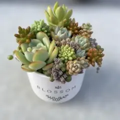 多肉植物 寄せ植え 抜き苗 詰め合わせ　エケベリア　セダムのサムネイル