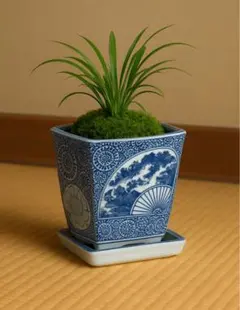 植木鉢　染付　骨董 楽天市場】盆栽鉢 月香 染付 龍絵 外縁 木瓜鉢 観賞用 現品 新品