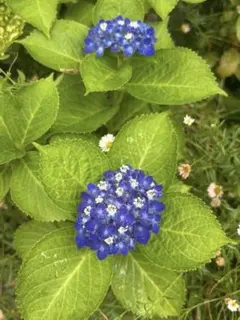 花苗】紫陽花 ネイビーブルー ☆開花株☆ 4号 鉢ごと発送 ① - メルカリ