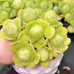 多肉植物　グリーノビア　たまごローズ　抜き苗　1株　休眠期サイズ2-3cmのサムネイル