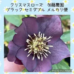 2026年最新】加藤農園さん苗の人気アイテム - メルカリ