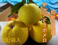 2026年最新】チャンドラポメロ 苗木の人気アイテム - メルカリ