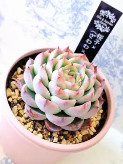 みいや様 リクエスト 2点 まとめ商品