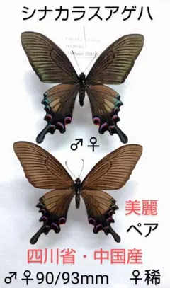 2026年最新】カラスアゲハ 標本の人気アイテム - メルカリ