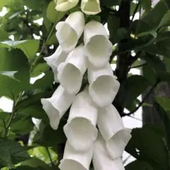 ジキタリス 白 種