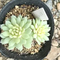 2025年最新】ミックスベリアの人気アイテム - メルカリ