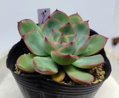 多肉植物 プリドニス 抜き苗 - メルカリ