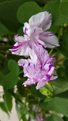 猫と紙と植物好様 リクエスト 2点 まとめ商品