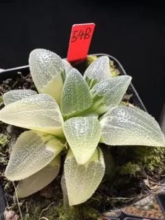 k*9様 多肉植物 ハオルチア 氷星球オブツーサ錦 変異系 超美品 - メルカリ