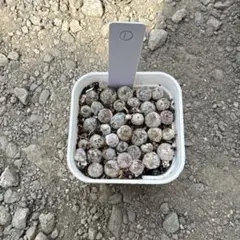 コノフィツム ブルゲリ