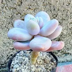 ビカクシダ 春雨 ハルサメ harusame の胞子 - メルカリ
