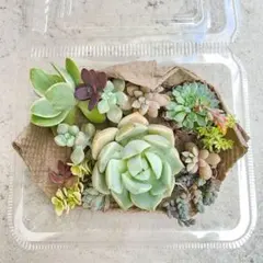 多肉植物 No.1354 寄せ植えセット　セダムカット　多肉弁当