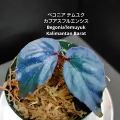 専用！訳ありカプアスフルエンシス Begonia【旧テムユク】ベゴニア　原種 C dショッピング |（テラリウム）ベゴニア カプアスフルエンシス