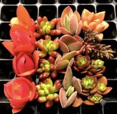 キヨ様 リクエスト 4点 まとめ商品