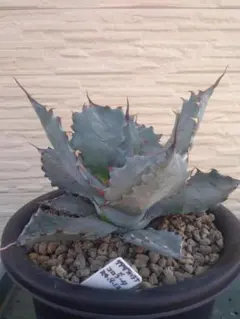 2025年最新】アガベ コロラータの人気アイテム - メルカリ