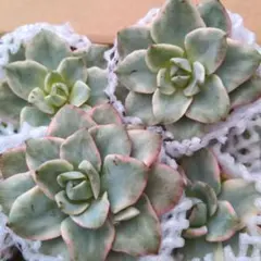 ゆきさん♥発送は月火金土日様 リクエスト 2点 まとめ商品