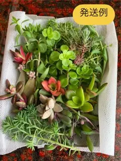 送料無料】訳あり2パックセット 多肉植物 カット苗 セダム 詰め合わせ