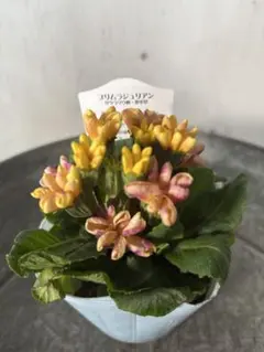 user_a50fc9e1様 リクエスト 3点 まとめ商品