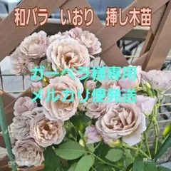 2026年最新】和バラ 苗いおりの人気アイテム - メルカリ
