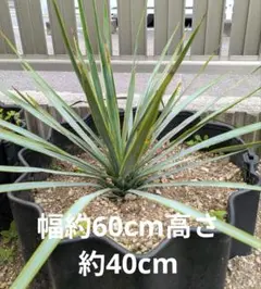 ユッカロストラータ 16苗 鉢のまま発送 - メルカリ
