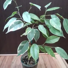 となみ様 リクエスト 2点 まとめ商品