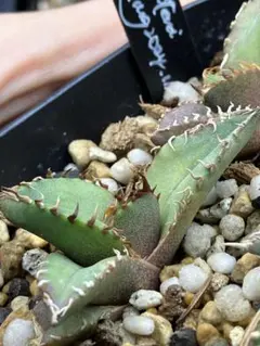 2026年最新】オテロイ 実生 選抜の人気アイテム - メルカリ