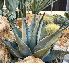 2025年最新】ネオメキシカーナの人気アイテム - メルカリ