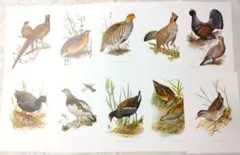 Item thumbnail for item c40849af-c374-4410-9822-b24ca968c213