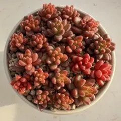 レン様 リクエスト 2点 まとめ商品