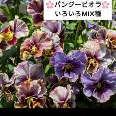 2025年最新】ビオラレディ種の人気アイテム - メルカリ