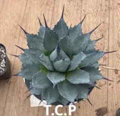 2025年最新】龍球会 アガベの人気アイテム - メルカリ