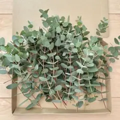 ユーカリの葉 グニー フレッシュ ネコポスサイズ入るだけ詰めます