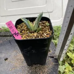 2026年最新】白鯨 縞斑の人気アイテム - メルカリ