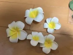 南国セット　プルメリア　モンステラ　シェル