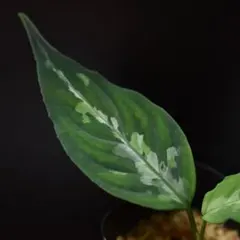 ⭐︎LA便ネームド株 Aglaonema pictum Endor⭐︎ - メルカリ
