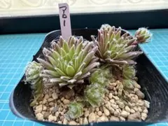 センペルビウム♡ディズニーフェスティバル♡多肉 - メルカリ