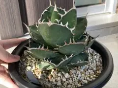 2025年最新】チタノタ ハイブリッドの人気アイテム - メルカリ